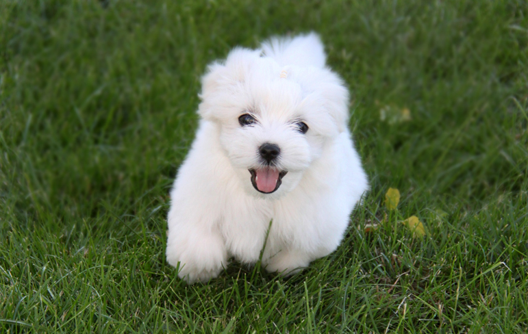 puppy
