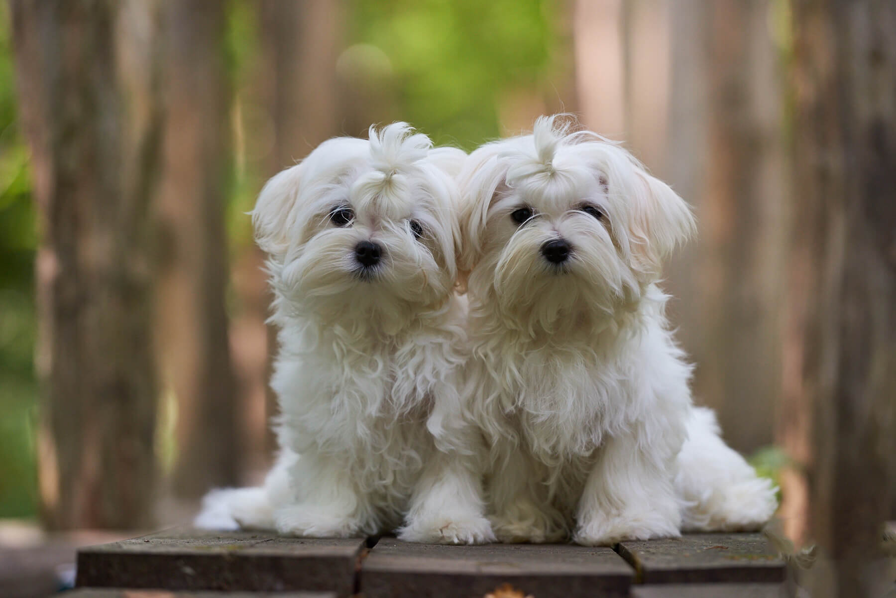 pups-1