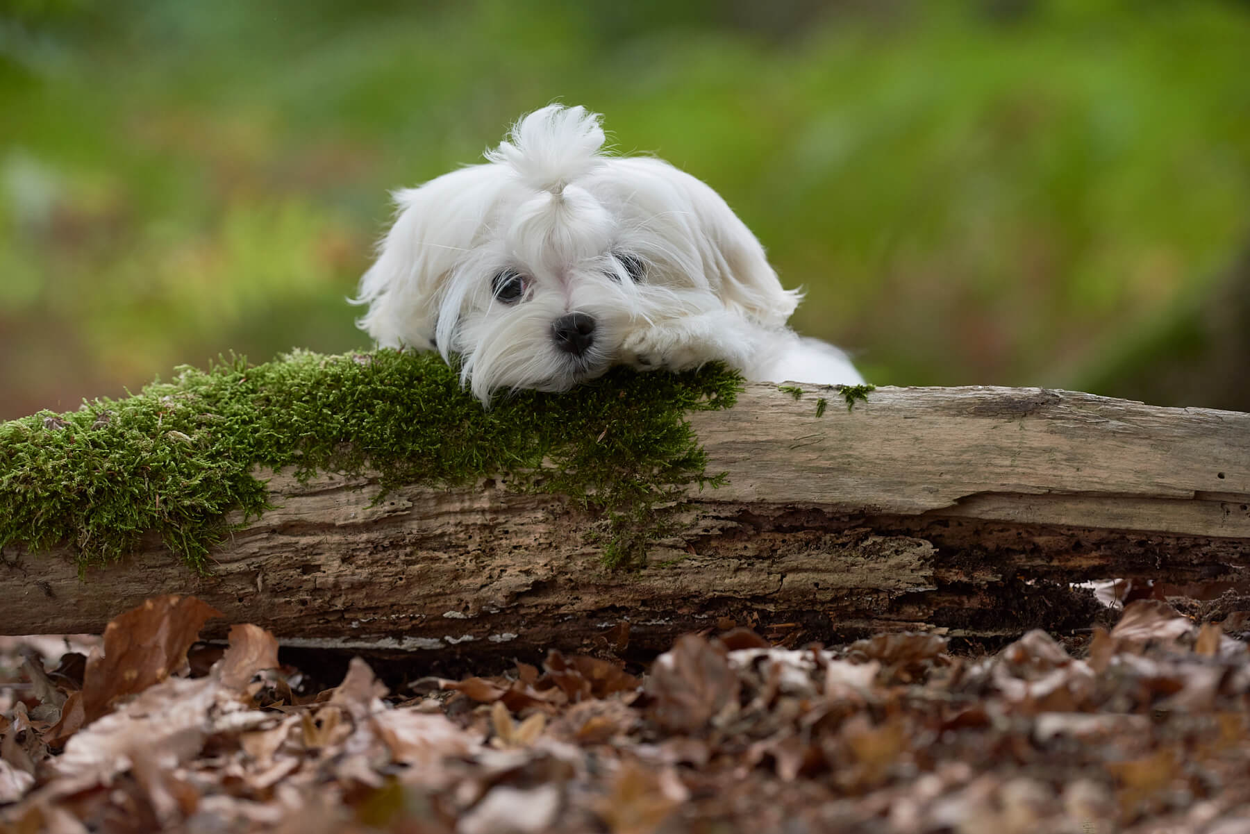 pups-2