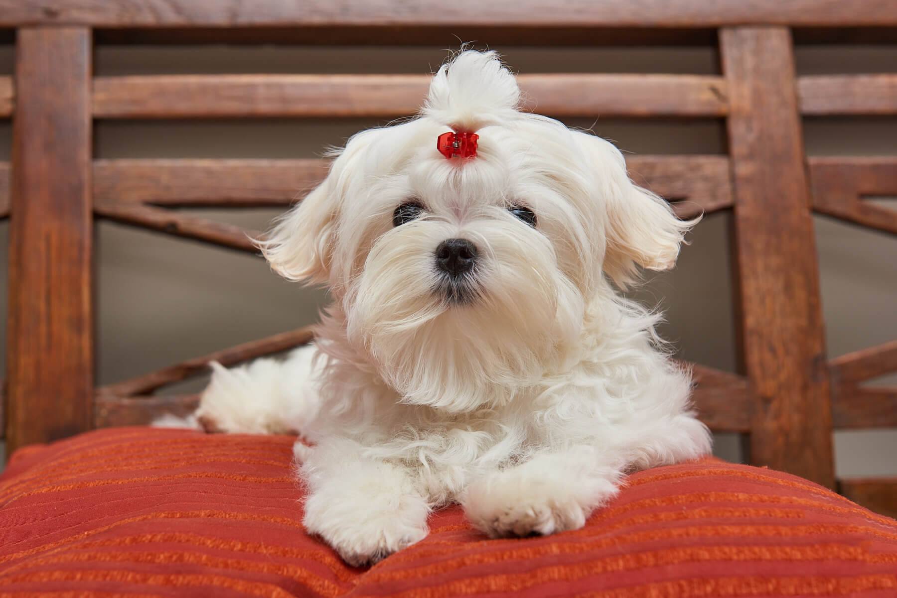 pups-3