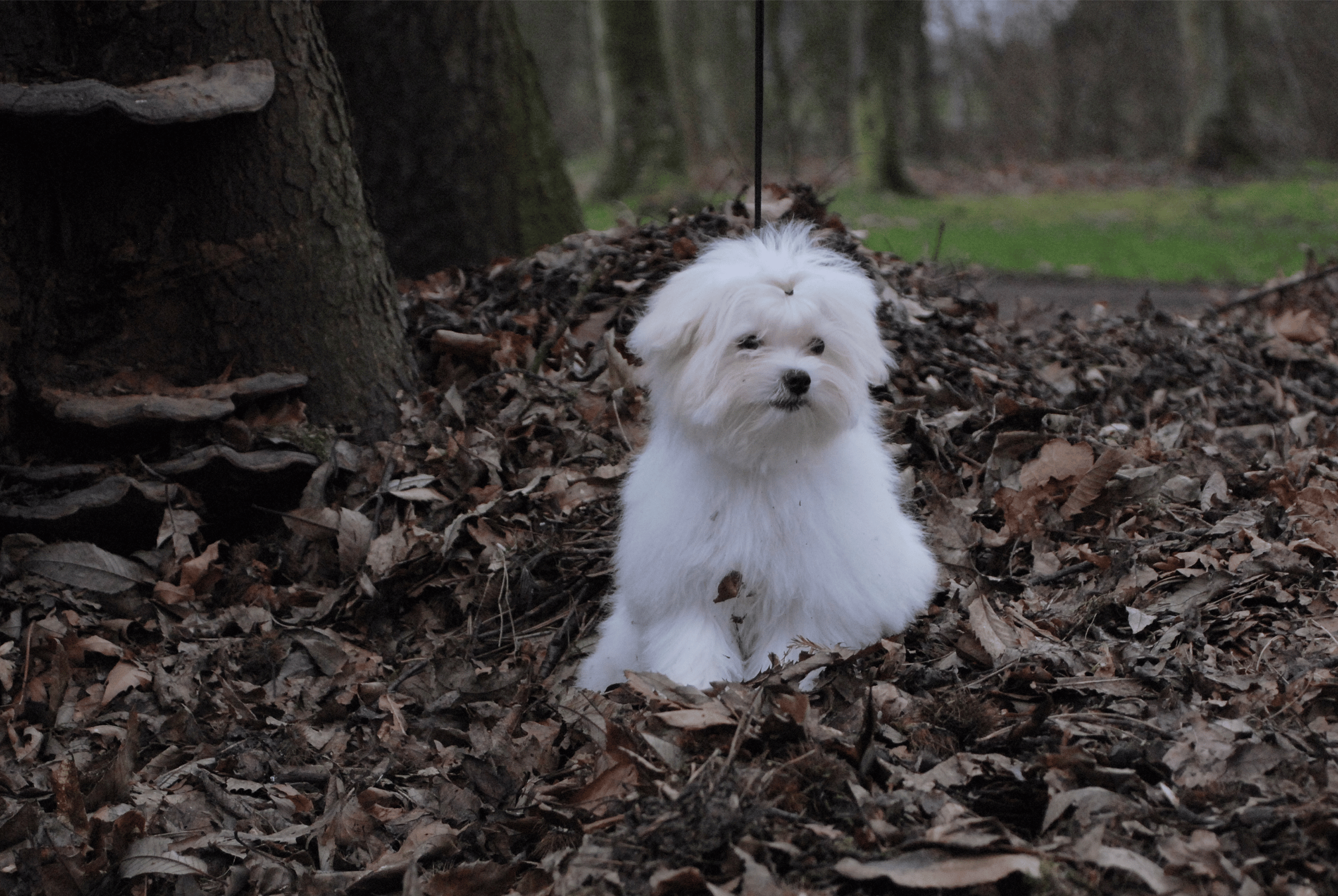 pups-4