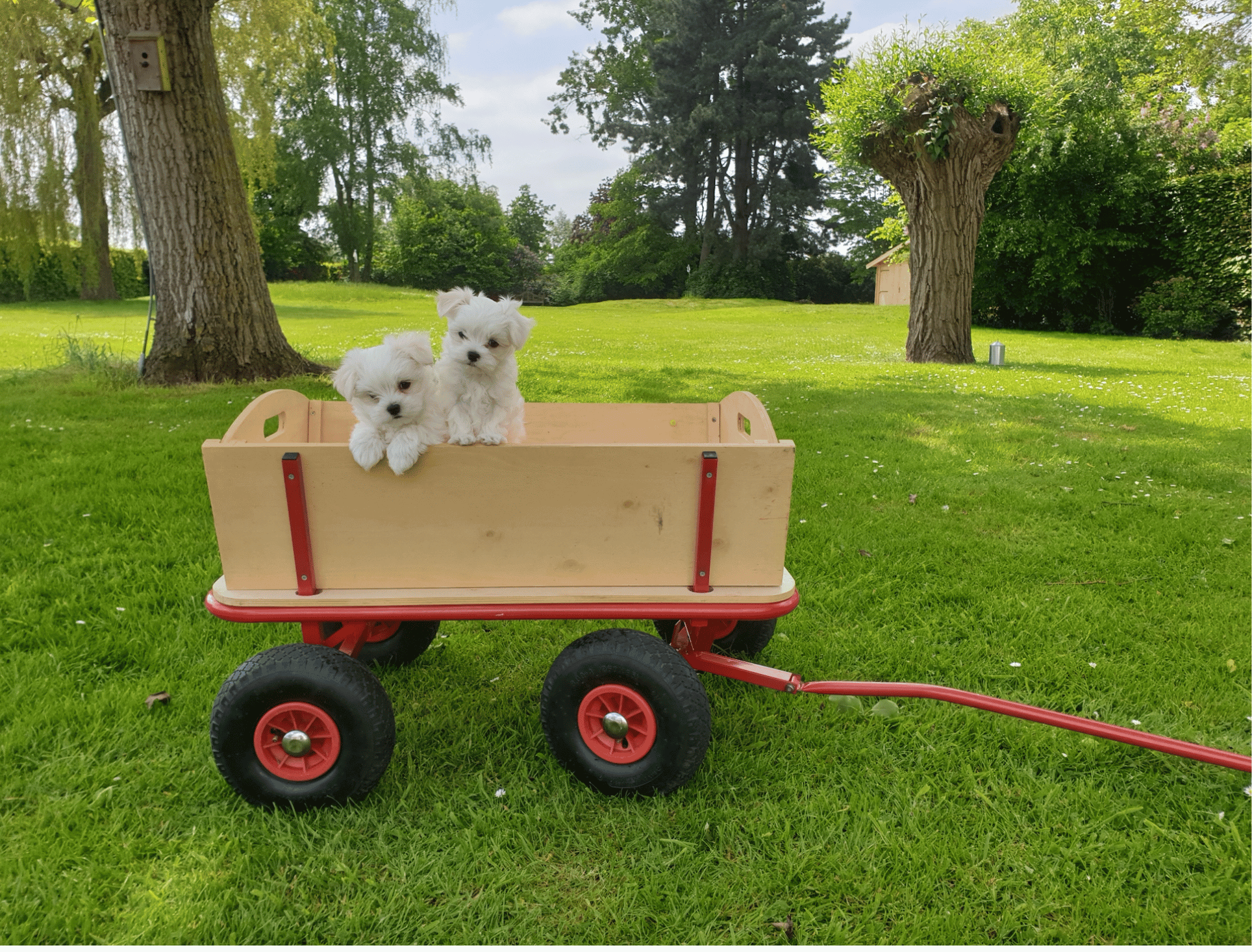 pups-tuin