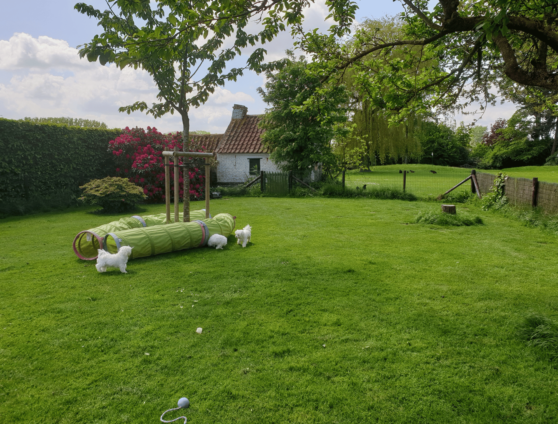 pups-tuin-2